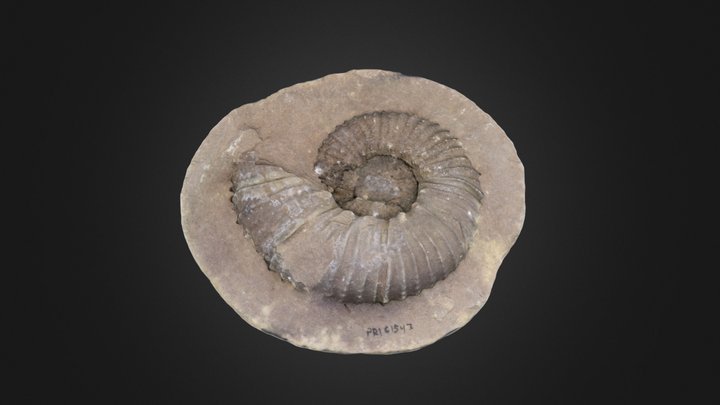 Cephalopod: Gunnarites sp. (PRI 61543)