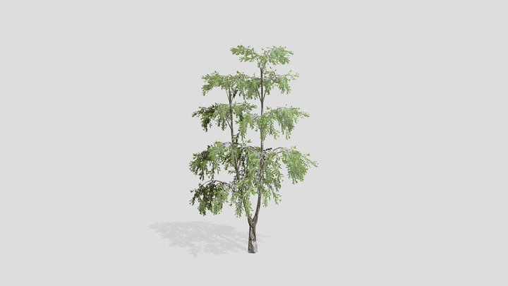 Birch tree – Modello 3D gratuito STL
