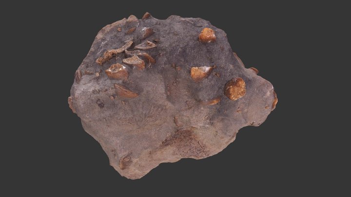 Protist 3D models - Sketchfab