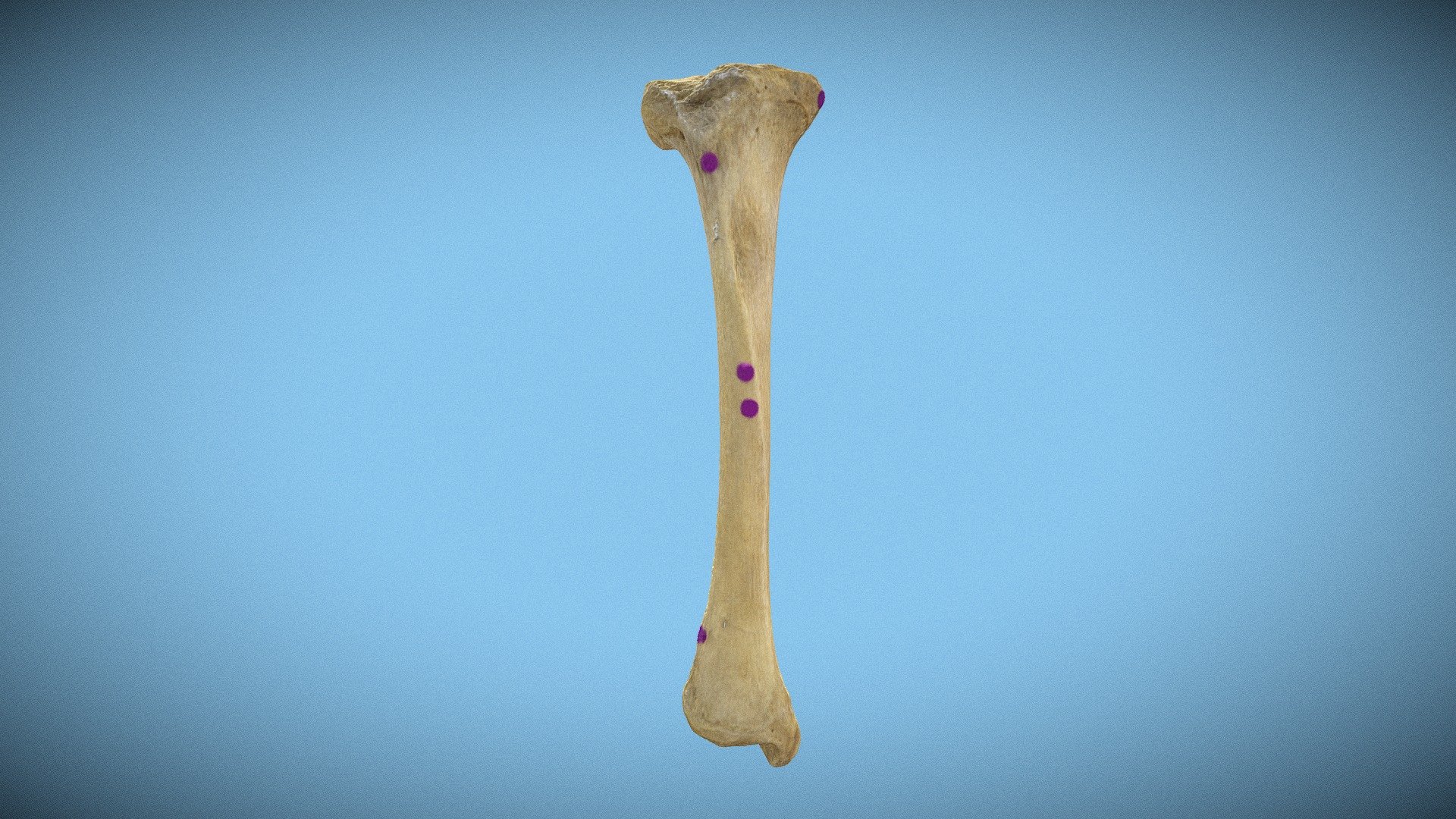 Tibia (Unlabeled)