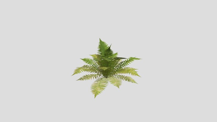 ferns 3D Model