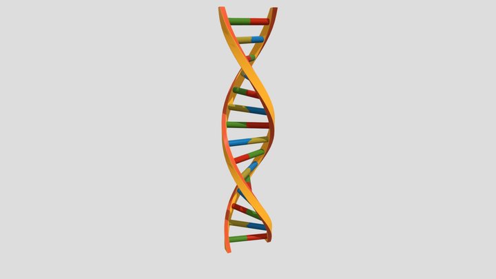 DNA 3D Model