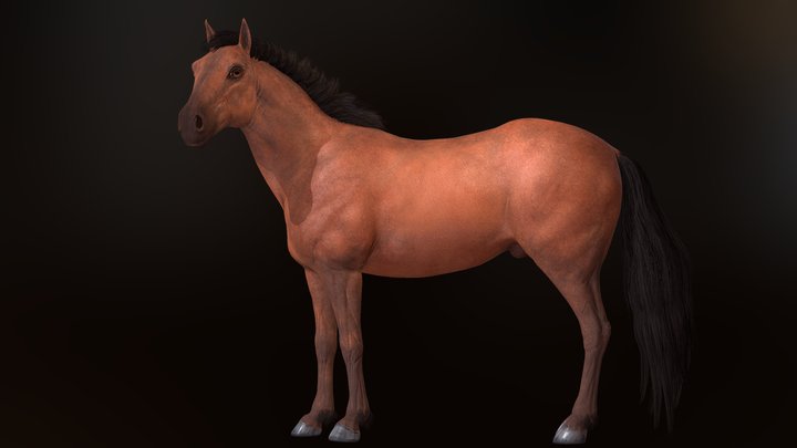Caballo