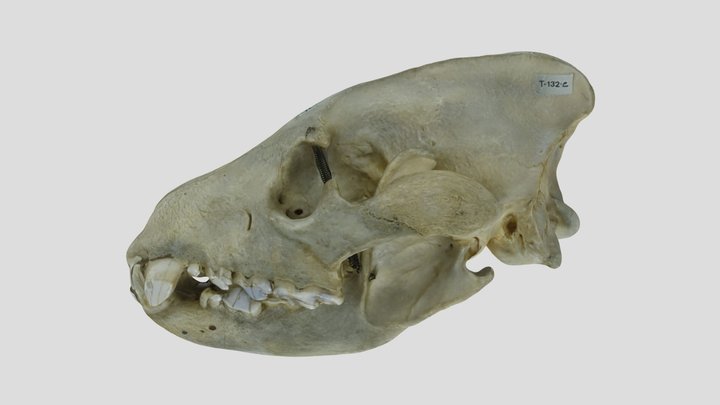 Hyène rayée (crâne) 3D Model