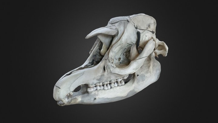 Crâne de tapir – Modèle 3D gratuit STL