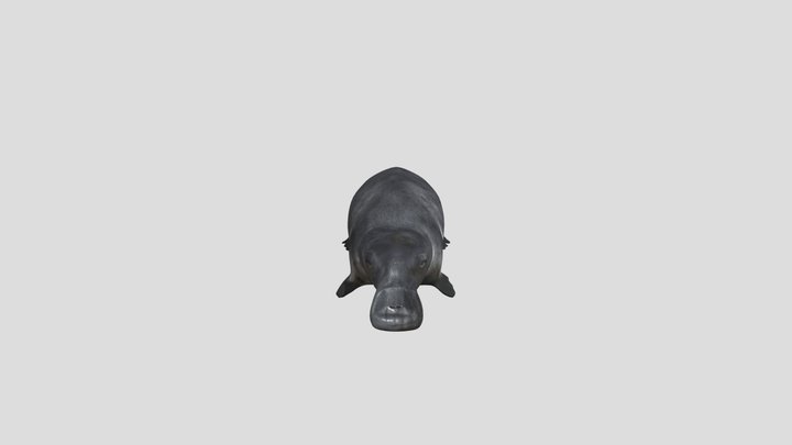 Platypus 3D Model