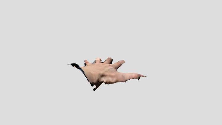 手 3D Model
