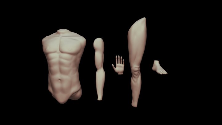 Male Body Parts Sculpt 3D Model