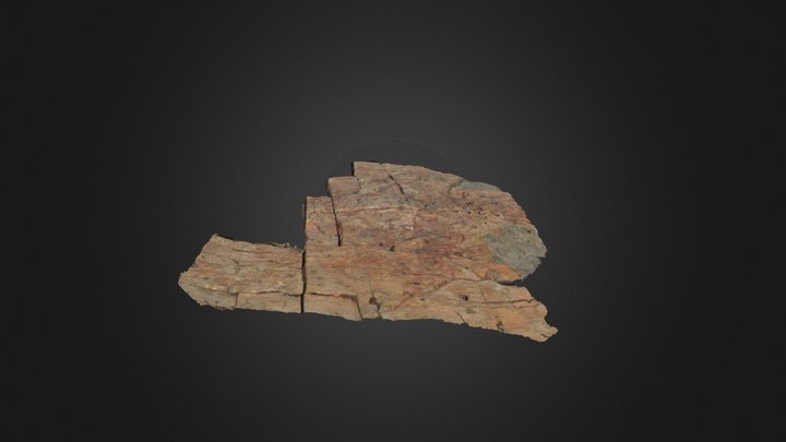 Monocraterion trace fossils 3D Model