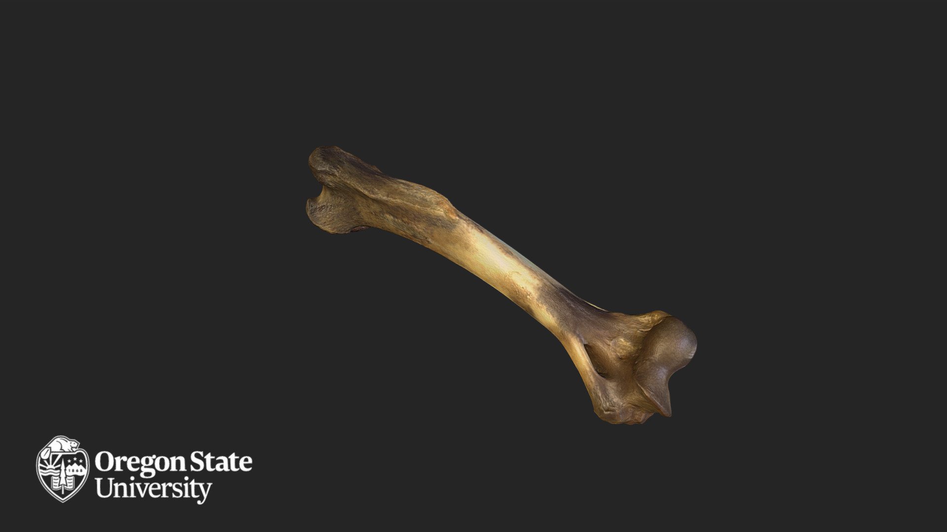 Cougar - FW 643 - L Humerus