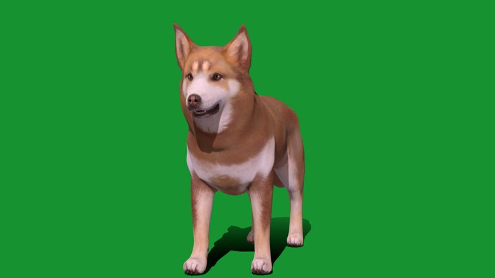 Lapponian Herder Dog Breed (GameReady) 3D Model