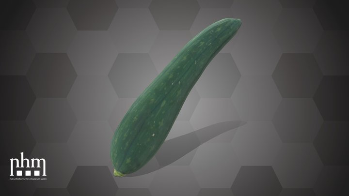 Cucumber (NHMW-AFW-DING-0046-132) – Modèle 3D gratuit STL