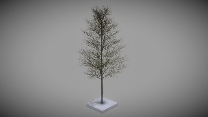 Platane 12m Winter 3D Model