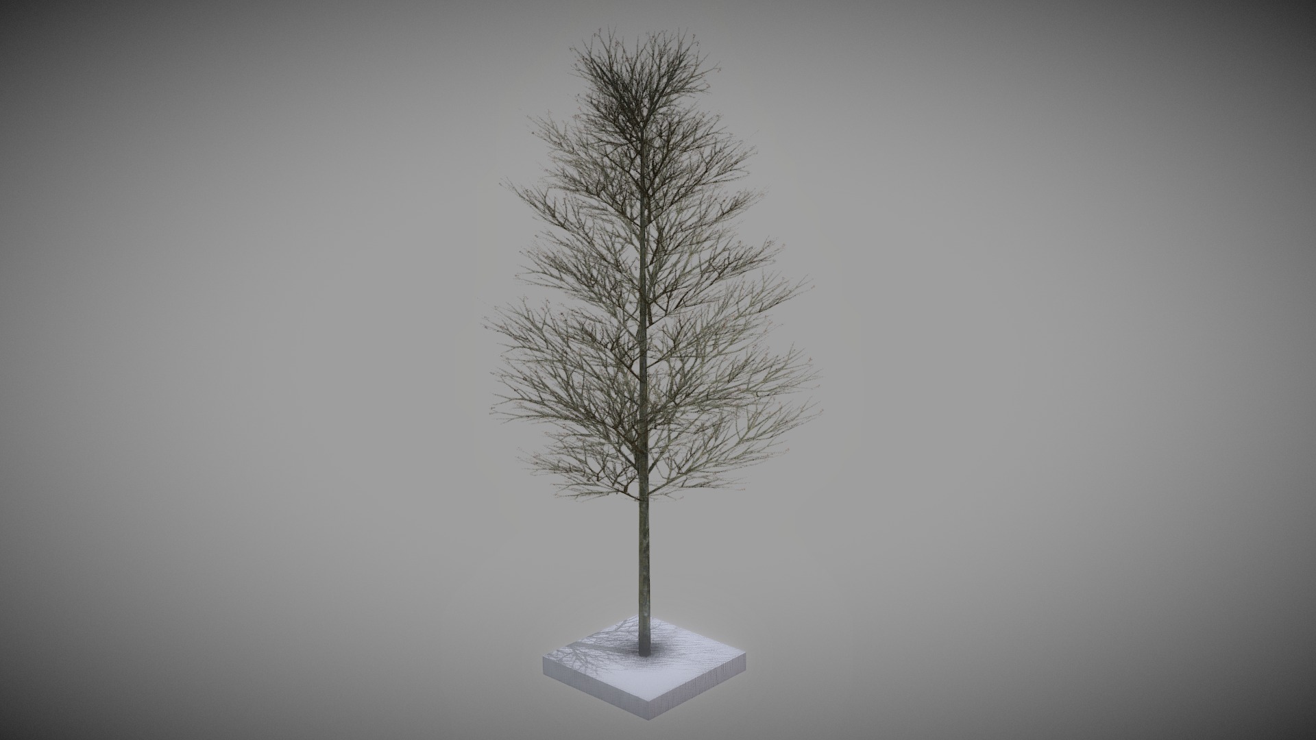 3D model Platane 12m Winter - This is a 3D model of the Platane 12m Winter. The 3D model is about a tree in a foggy room.