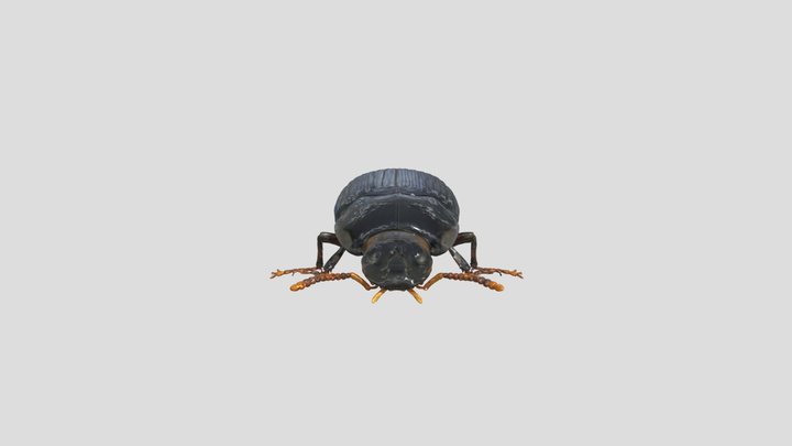 Beetle Elegance 3D Model