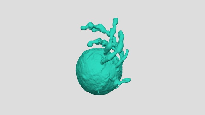 Endosome 3D Model