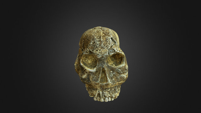 Homo habilis 3D Model