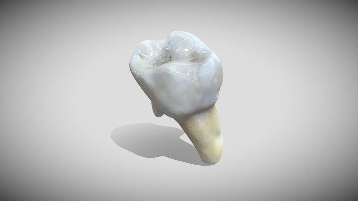 Tooth No Texture 3D Model