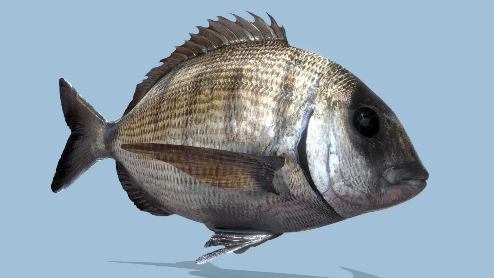 3D model Bream Fish Sar - This is a 3D model of the Bream Fish Sar. The 3D model is about a fish in the water.