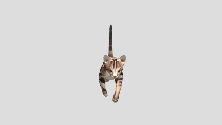 Beautiful Bengal cat running 3D Model
