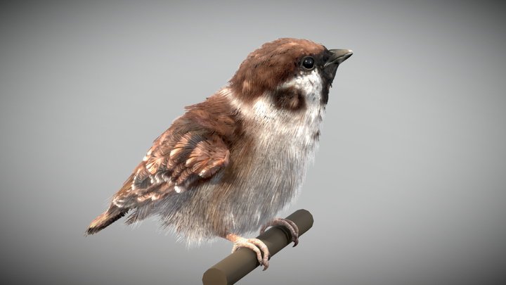 Eurasian Tree Sparrow 3D Model