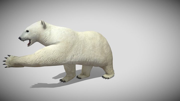 Medhue Polar Bear 3D Model