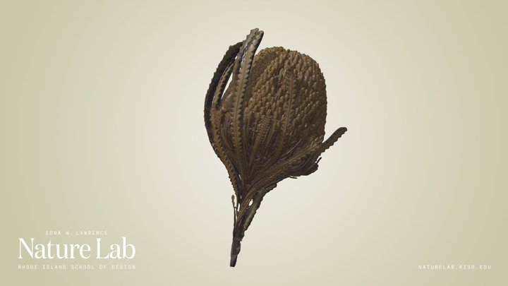 Banksia Flower
