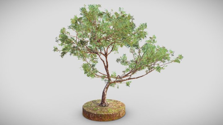 Tree 0 3D Model