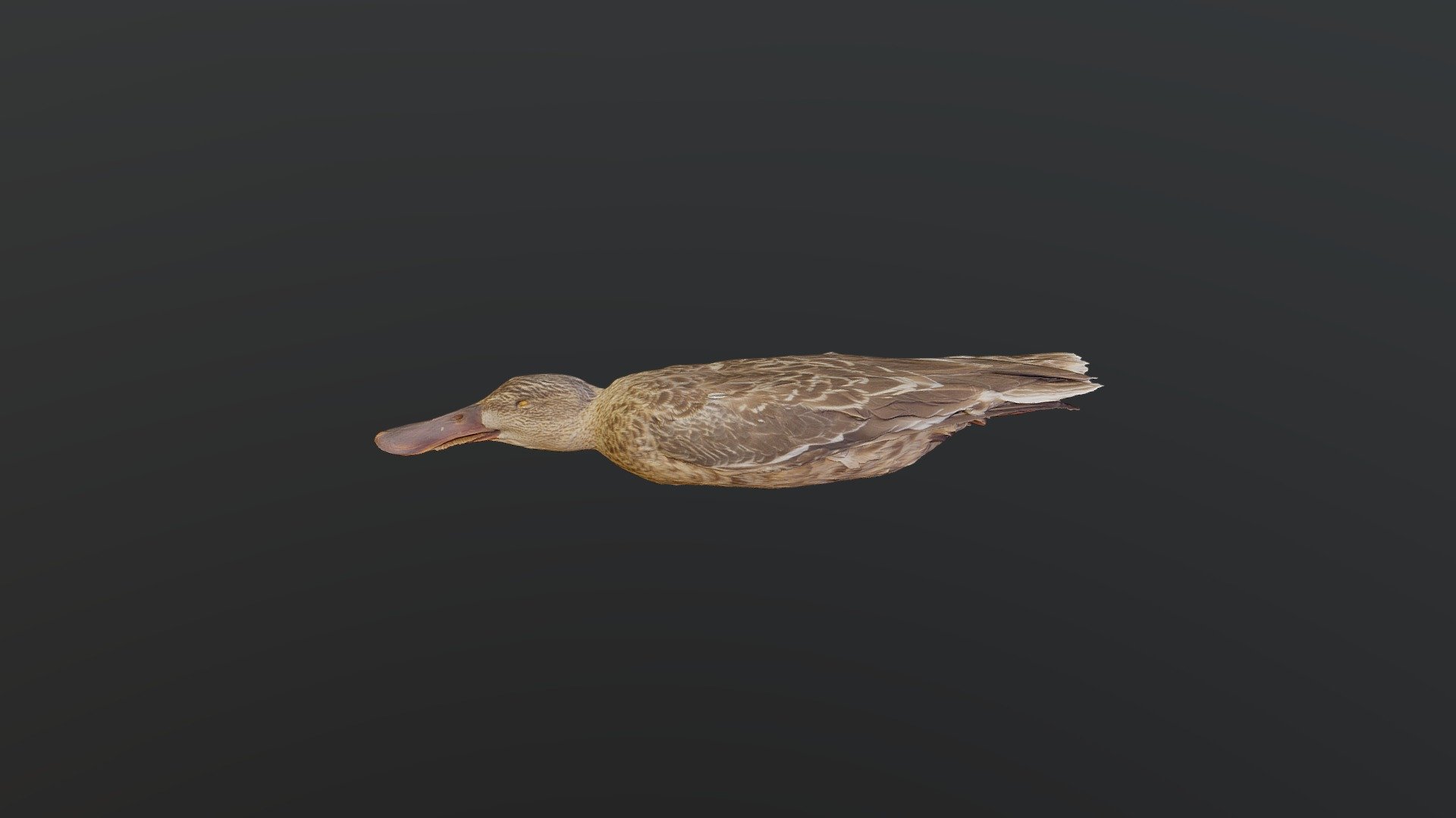Northern Shoveler - Anas clypeata