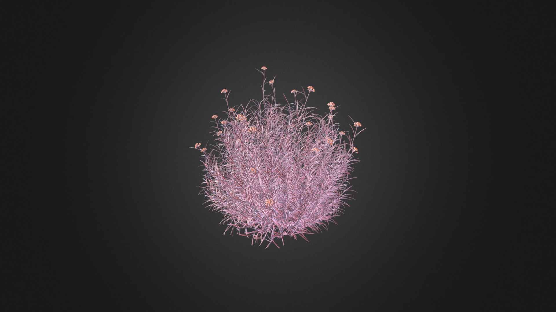3D model Red everlasting - This is a 3D model of the Red everlasting. The 3D model is about a pink flower with a dark background.
