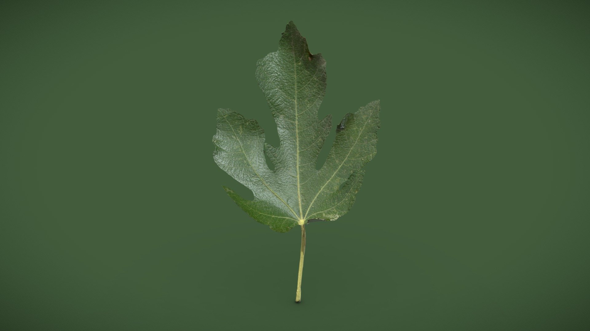 Leaf_D - 3D model by Hypercube (@Hypercube3dscan) [aad4d8a] - Sketchfab