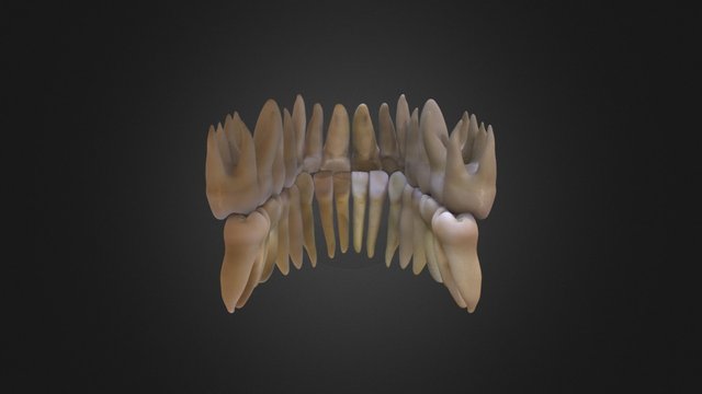 Full set of adult teeth 3D Model