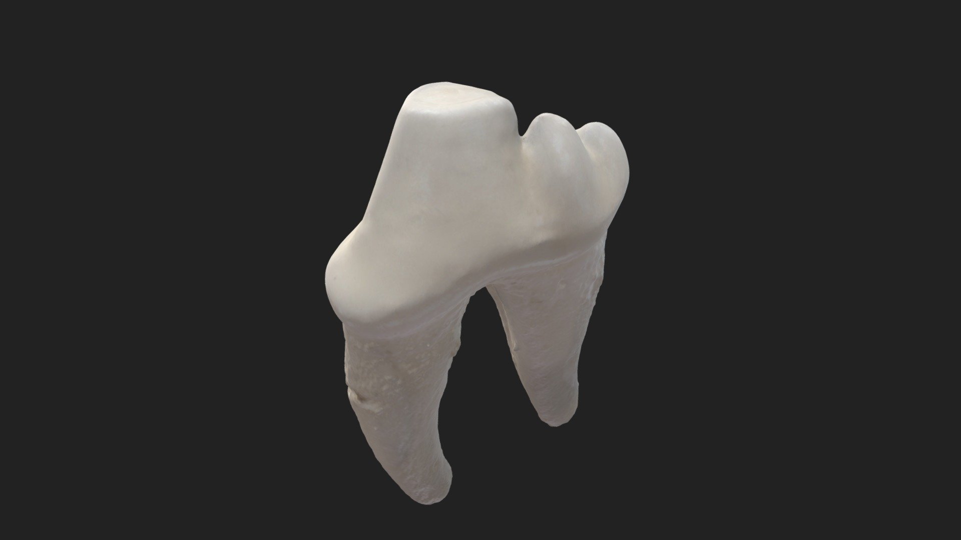 4th cheek tooth (4th premolar) dog (lower jaw) - Download Free 3D model ...