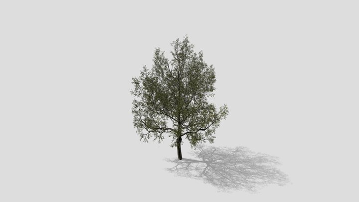Sugar Maple 3D Model