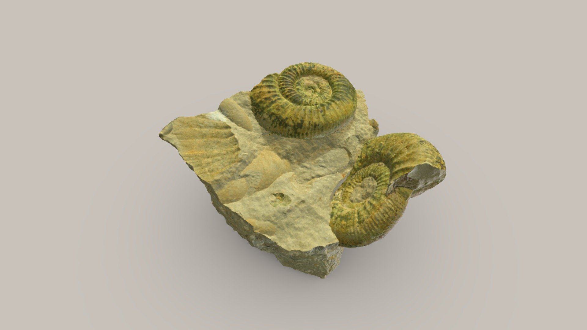 Fossil von Ammoniten — Sketchfab embed 3D viewer