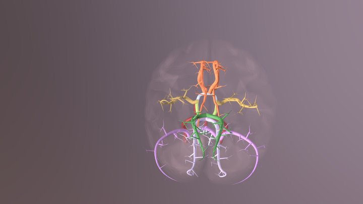 Blood Supply Of Brain 3D Model