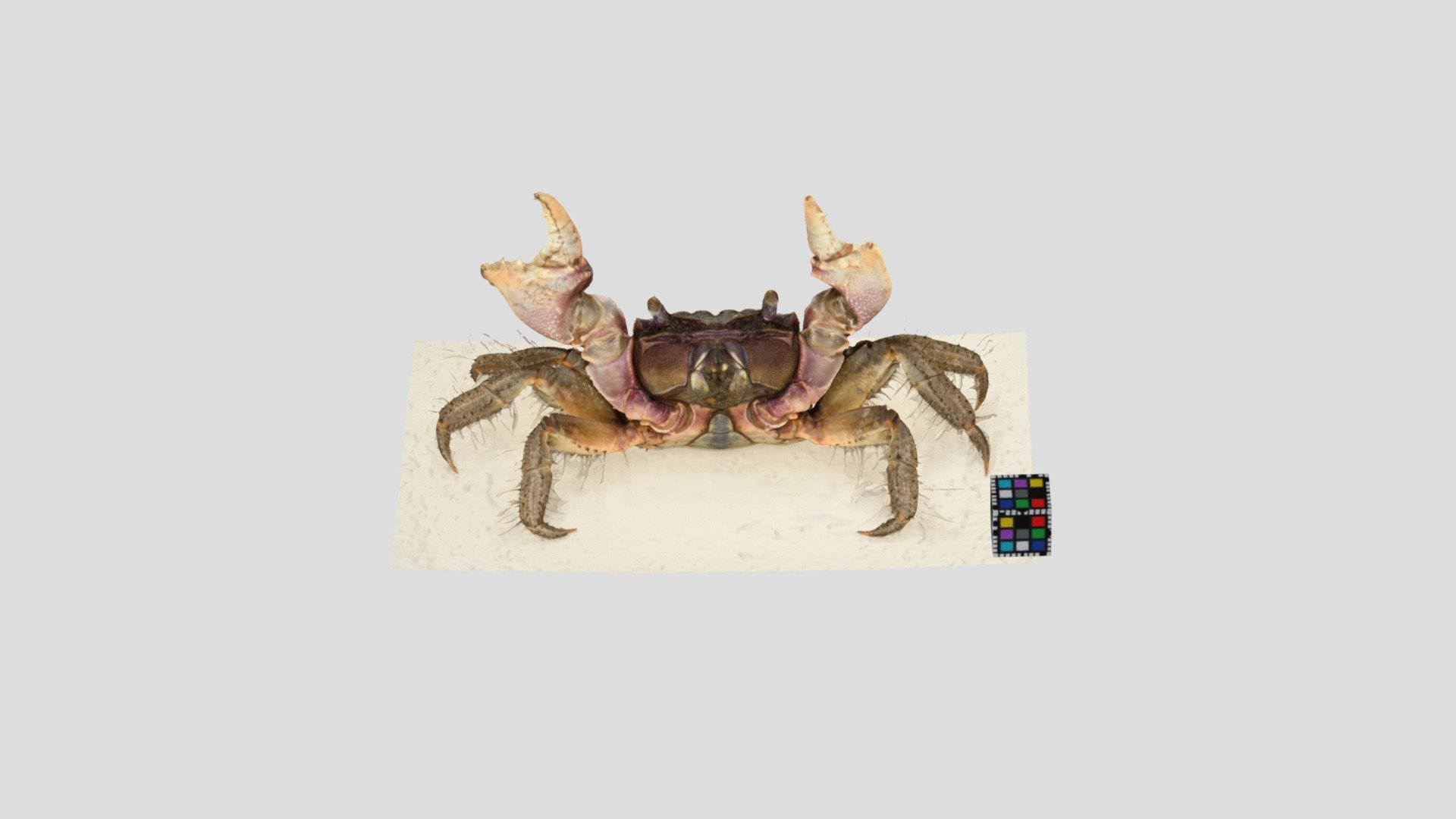 クロベンケイガニ オス Chiromantes dehaani