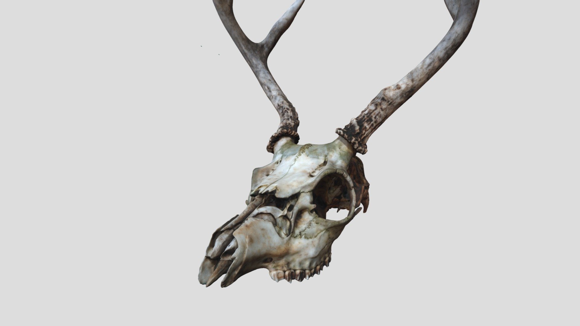 Deer Skull Photogrammetry Download Free 3D model by mh99 [aae9fc8