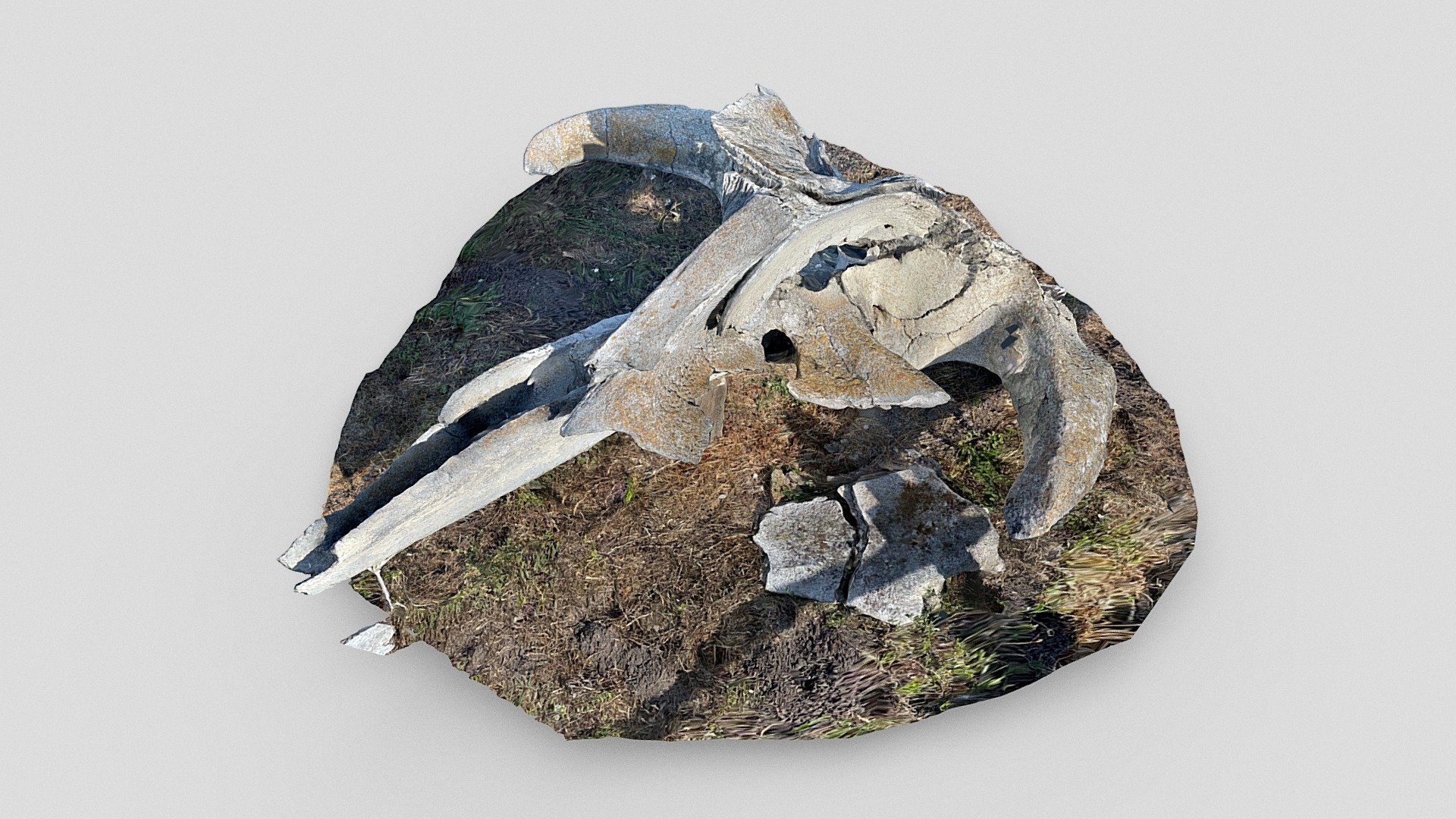 Whale-skull @Martins Beach