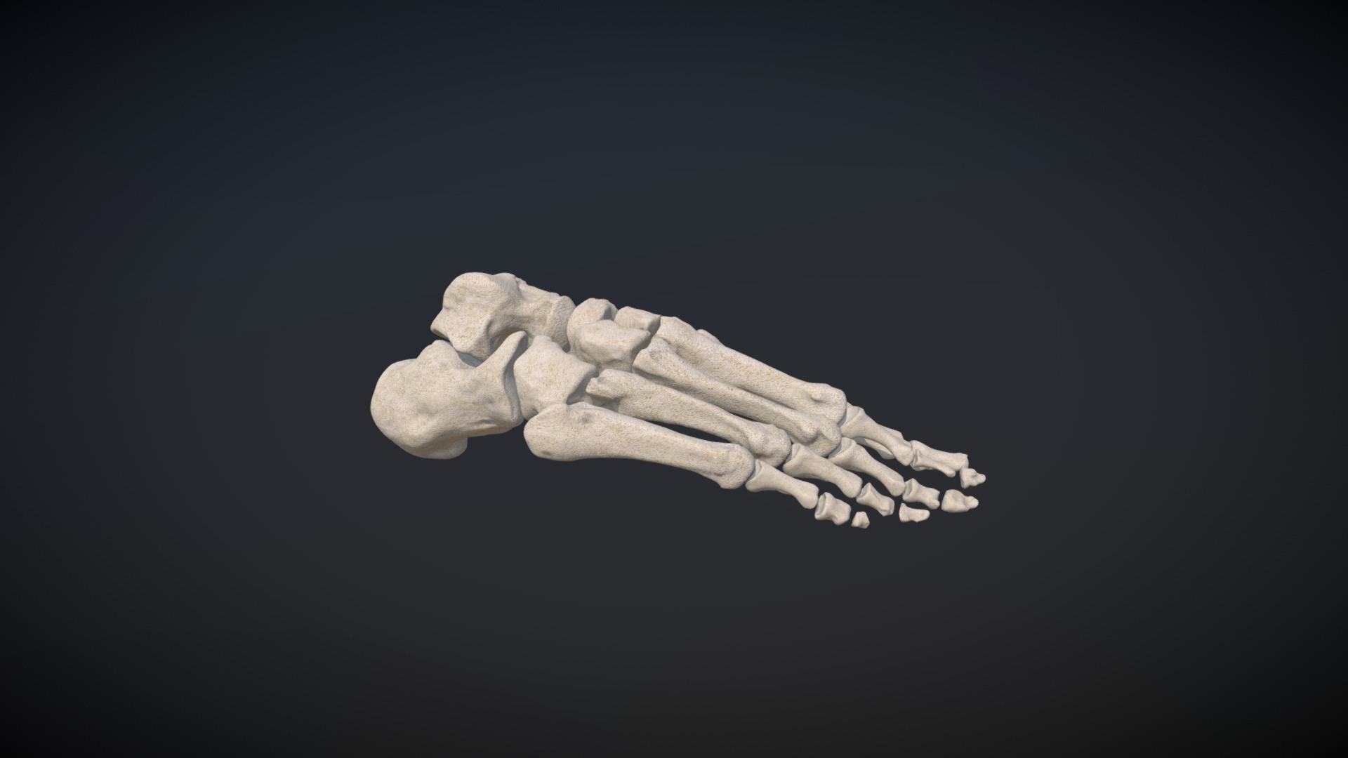 3D model Foot bones / Huesos del Pie - This is a 3D model of the Foot bones / Huesos del Pie. The 3D model is about a close-up of a human hand.