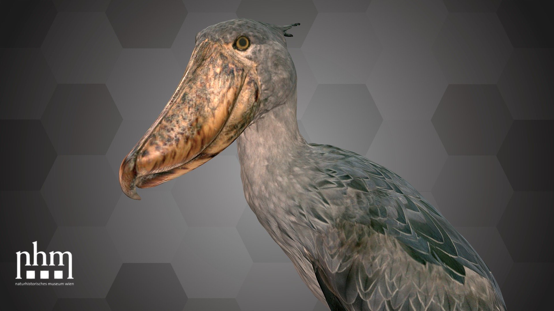 その他 shoebill Shoebill (NHMW-ZOO-VS-62.593) - Download Free 3D model by