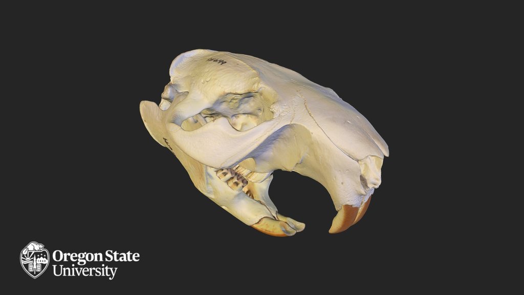 American Beaver Skull - FW 6199