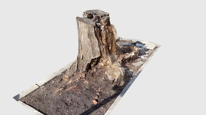 a beautiful rotten tree trunk 3D Model