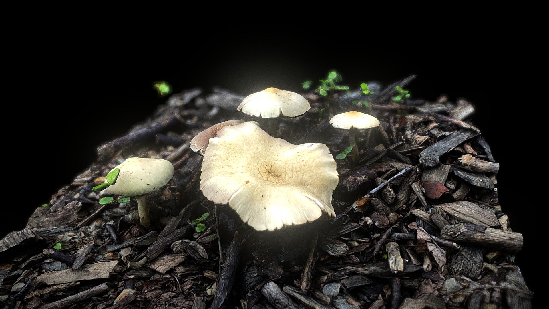 Mushroom