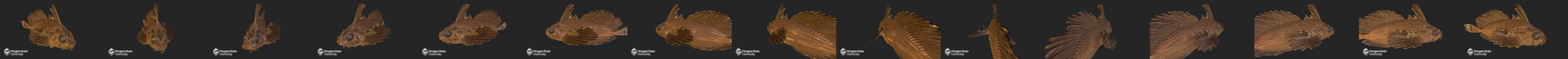 Blepsias Cirrhosus - 8545 3D Model