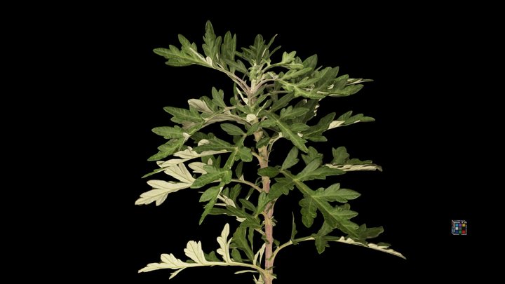 CC0 ヨモギ Mugwort, Artemisia princeps