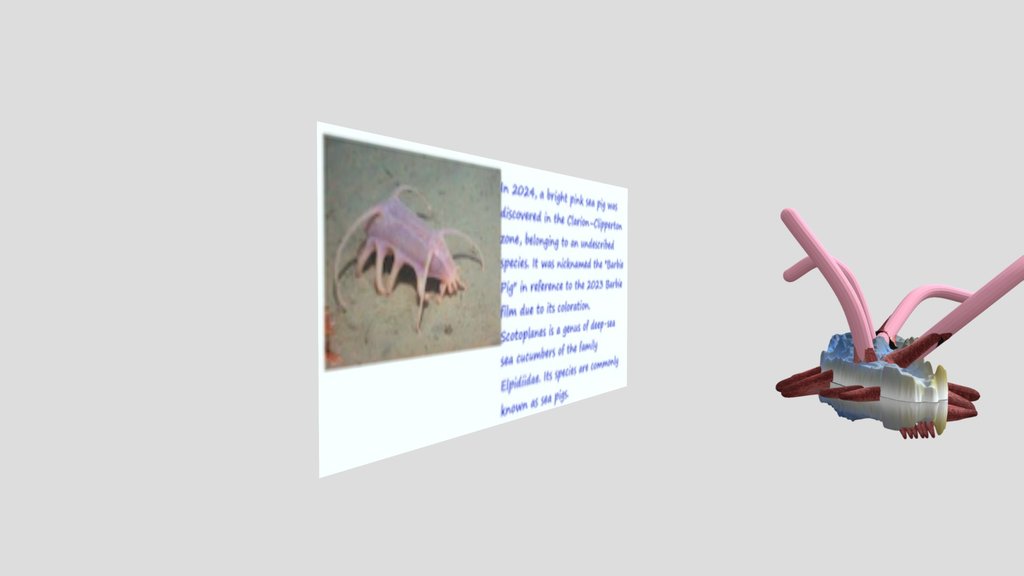 Sea Pig - Echinodermglb