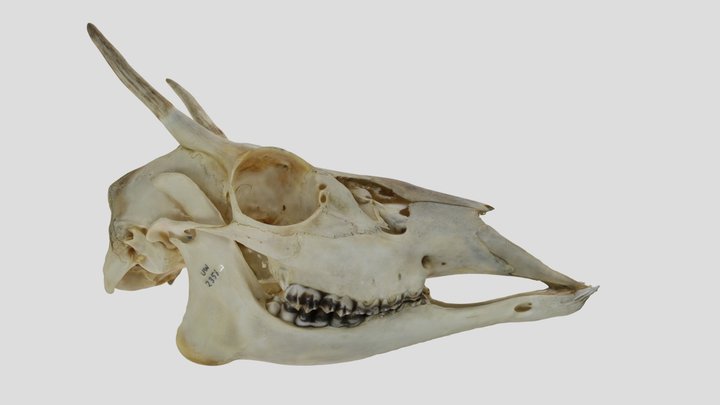 UWYMV:Mamm:2351, Odocoileus virginianus, Skull – Kostenloses 3D-Modell STL