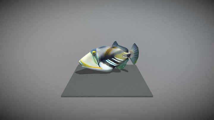 Lagoon Triggerfish 3D Model