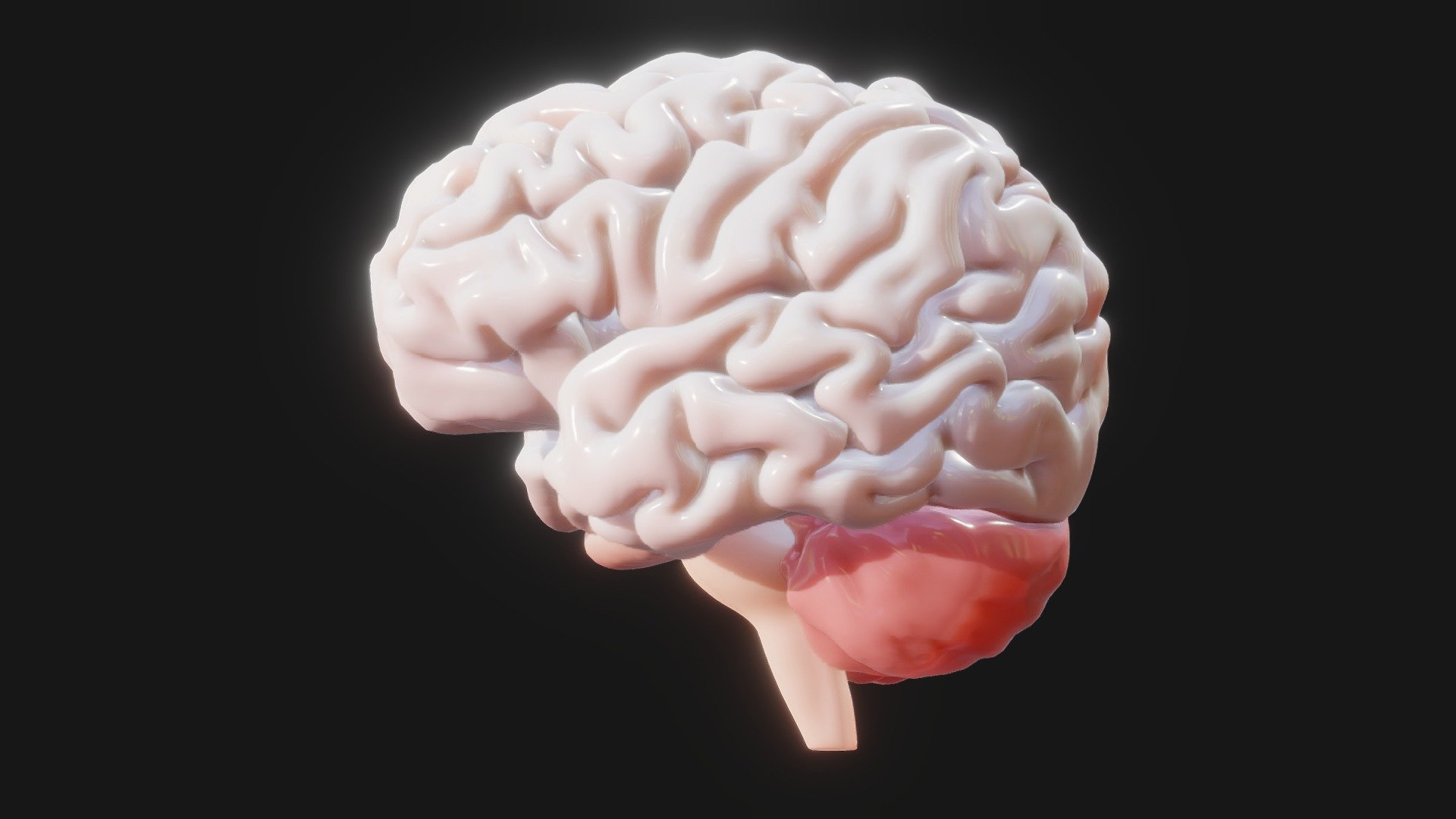 Human Brain - Buy Royalty Free 3D model by zames1992 [ab118bd ...